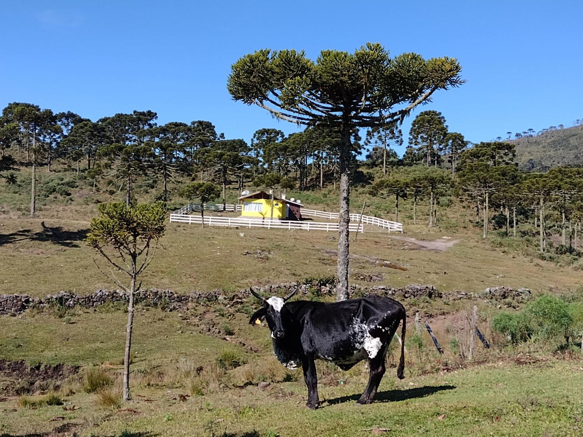 Casa E Cabana De Campo Fazenda Borba Urubici Eksteriør billede