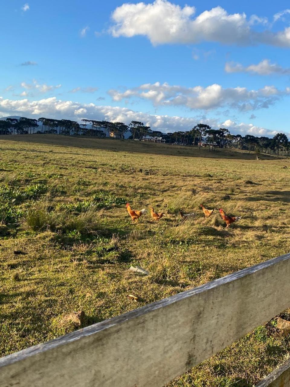 Casa E Cabana De Campo Fazenda Borba Urubici Eksteriør billede