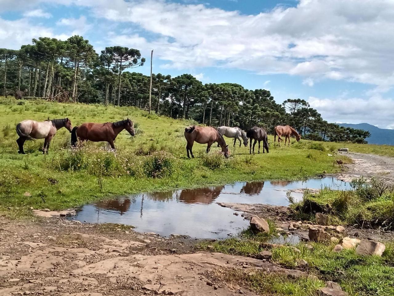 Casa E Cabana De Campo Fazenda Borba Urubici Eksteriør billede